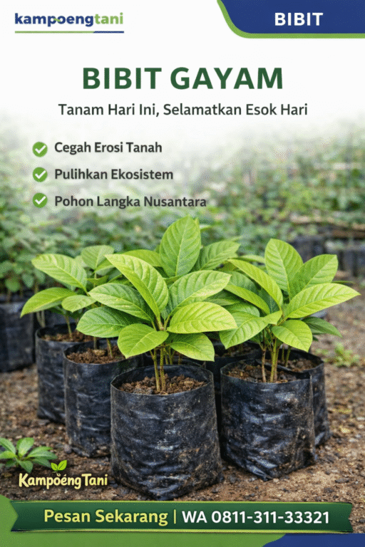 ChatGPT Image Dec 26, 2025, 06_01_22 PM