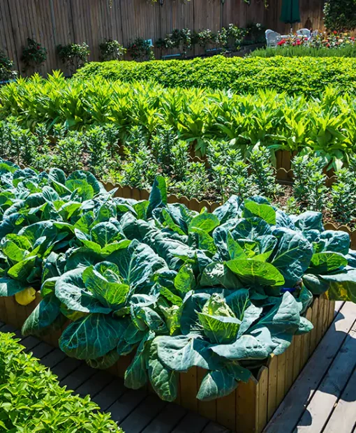 Balcony-Kitchen-Garden